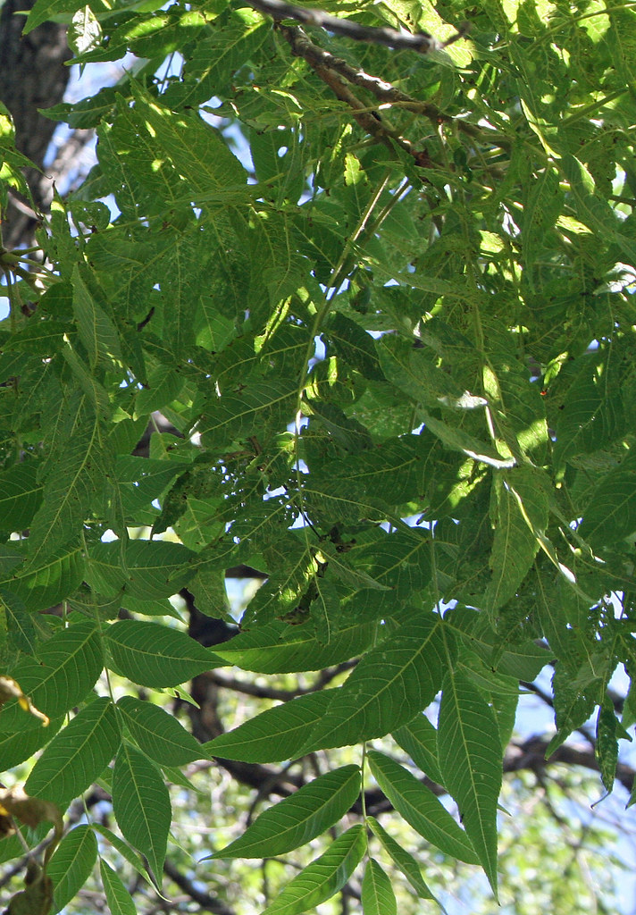 Black Walnut Leaves The tree is infected with thousand can… Flickr