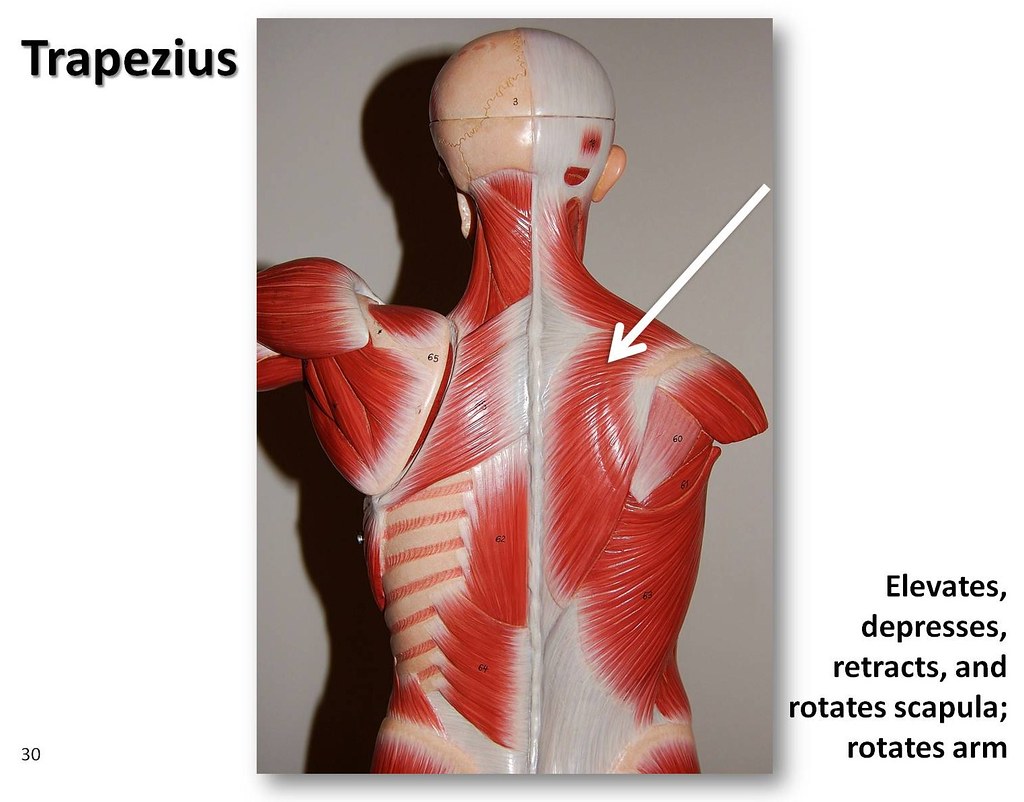 Trapezius, posterior view Muscles of the Upper Extremity… Flickr