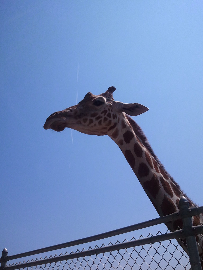 Adirondack Animal Land Sent from my Samsung Captivate Flickr