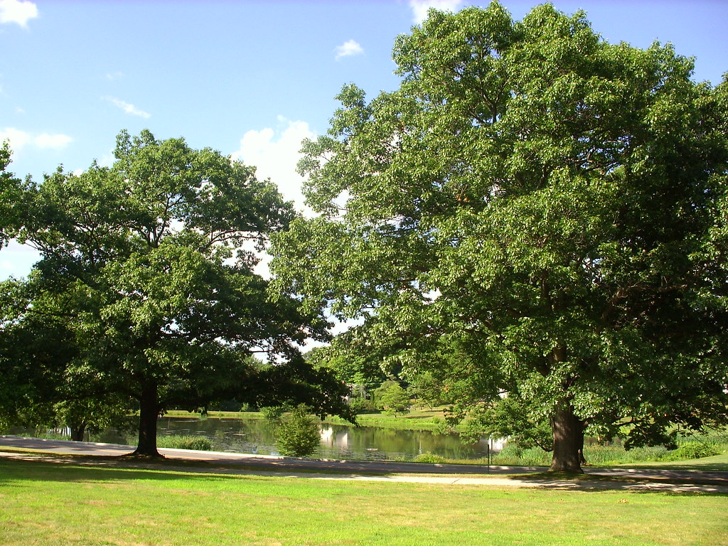 Mirror Lake, UConn.White Oak trees. UCAELI Flickr