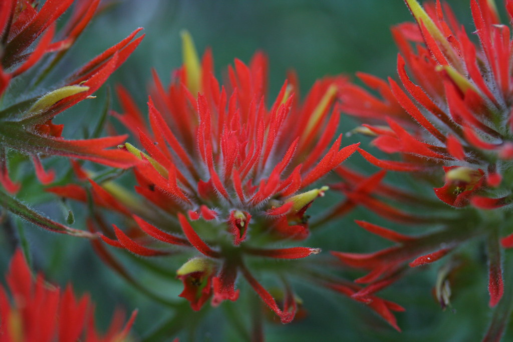 Wild flowers schafer 041 mkenner Flickr