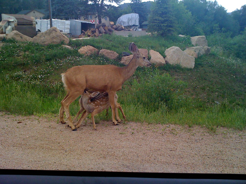 nursing deer and babies fitkitchen Flickr