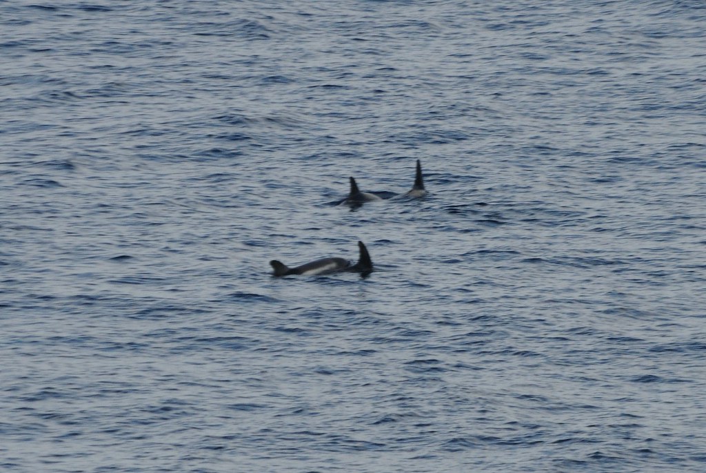 Risso's Dolphins, Bay of Biscay a photo on Flickriver