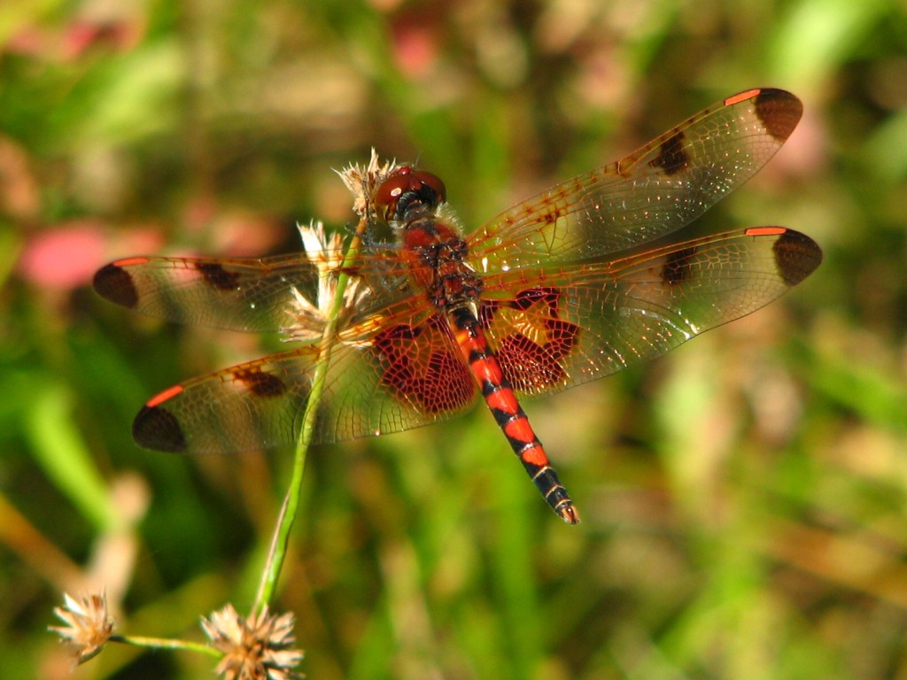 Calico Pennant male West Lake, Winamac Fish & Wildlife Are… Flickr