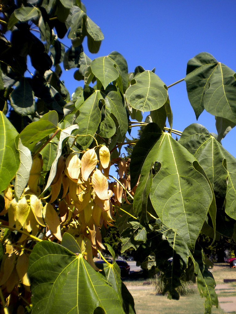 4 of 5 Firmiana simplex Whatever is this? The leaves are h… Flickr