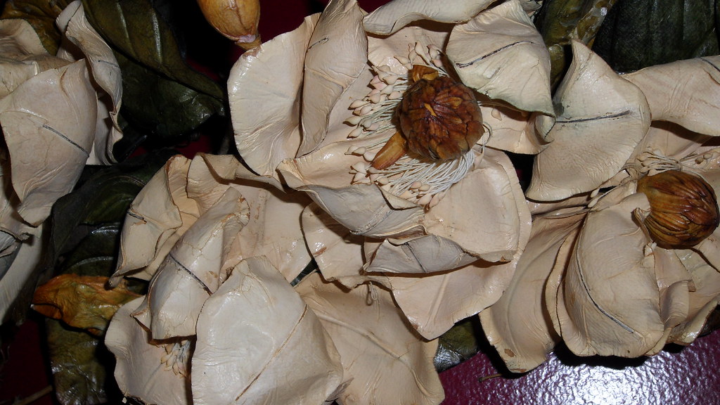 SAM_0101 Flowers Artificial or Nature James Cox Flickr