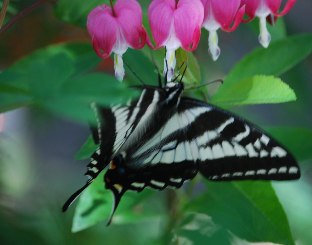 LILACS AND A BUTTERFLY Butterflies like bleeding harts...n… Flickr
