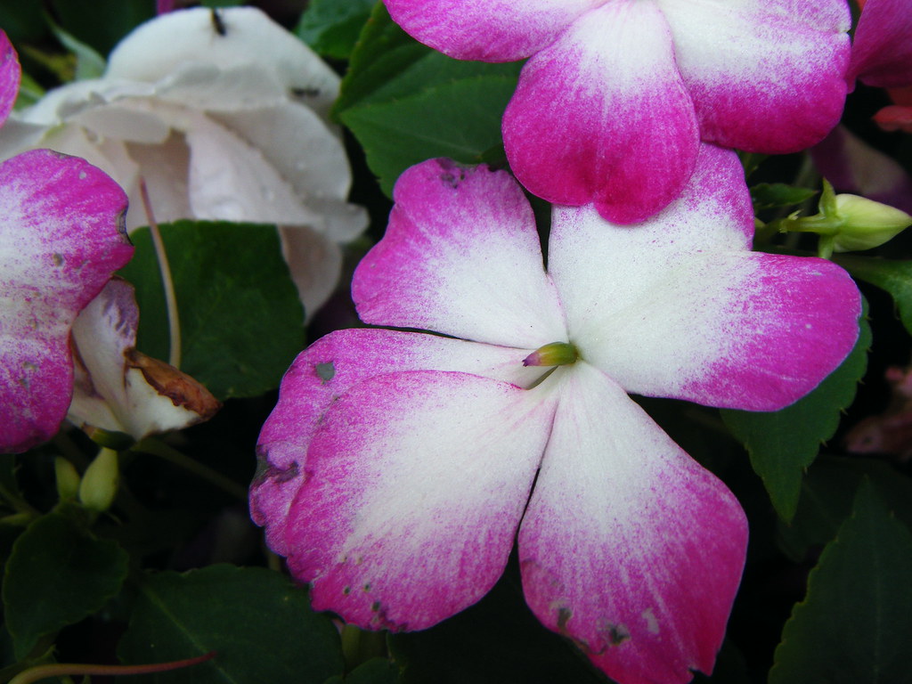 Busy Lizzies mazcot Flickr