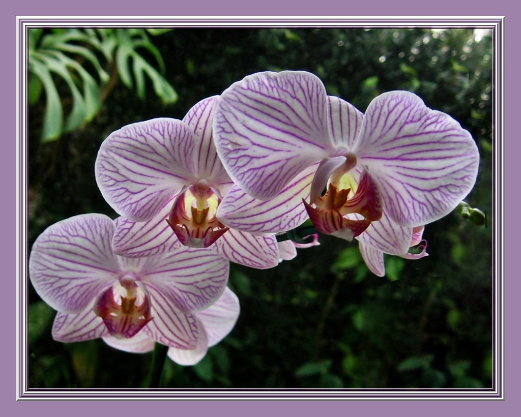 Feliz quinta Flowers!!! Nancy Flickr