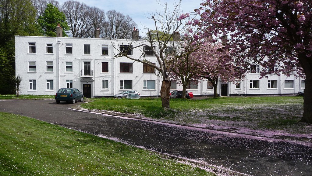 Merville cherry blossom Merville Garden Village, Belfast Flickr