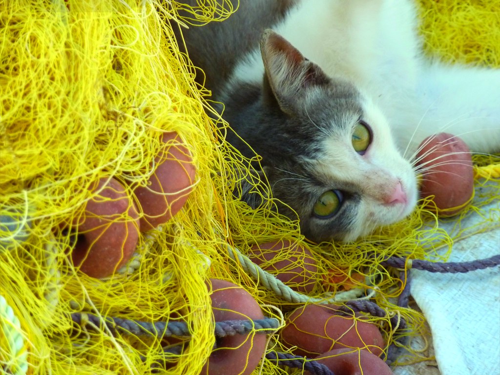 Cat and Cat portrait with fishing nets, Kythnos i… Flickr