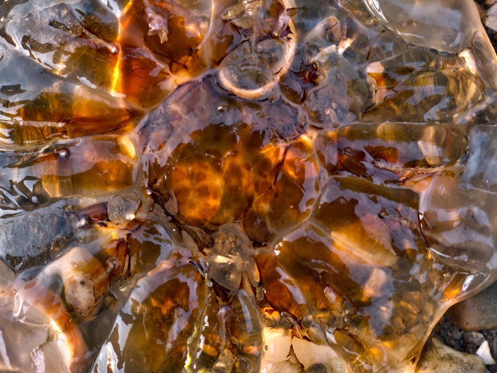 Jellyfish, Long Island Sound a photo on Flickriver