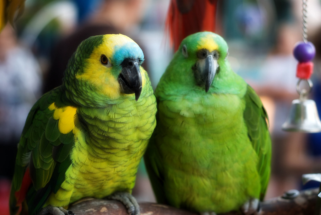 Green Parrots A pair of green parrots in Old Town Alexandr… Flickr