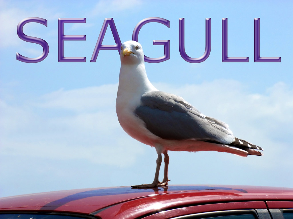 Hastings May 2010 023ab Seagull Ron Mac Flickr