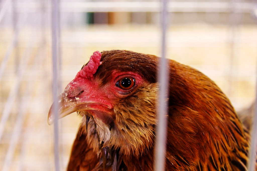 Chicken in a Pen, Missoula County Fair CT Young Flickr