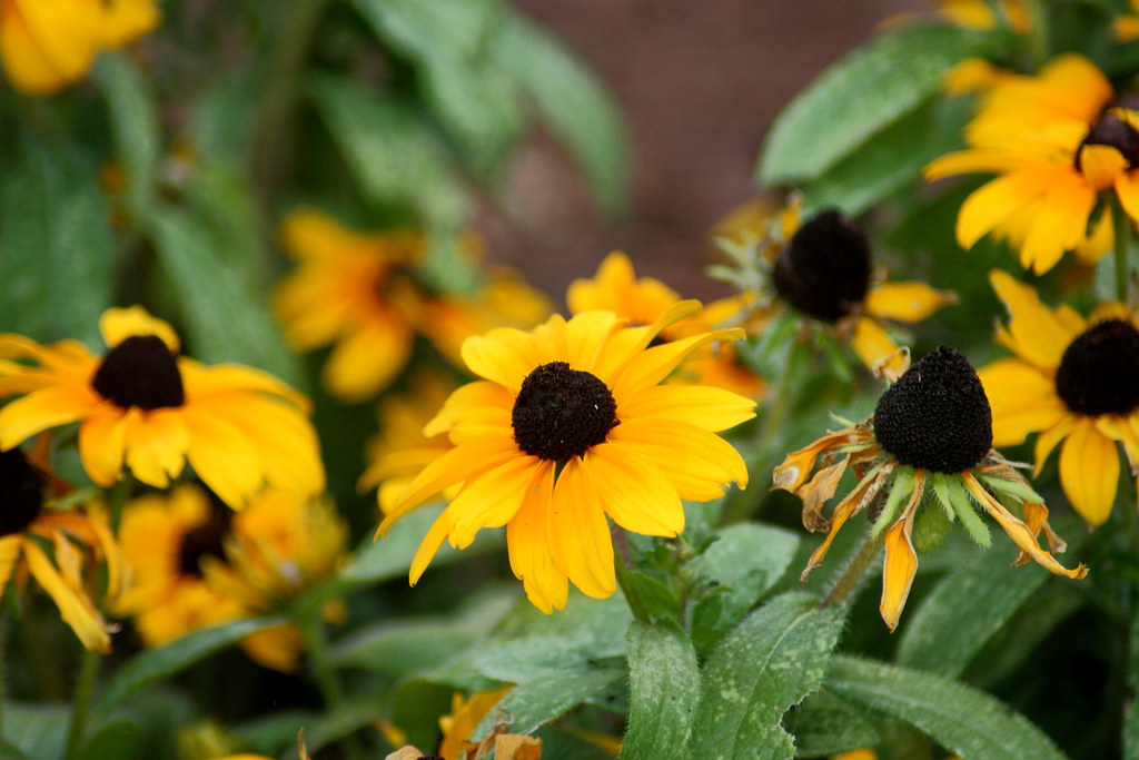 black eye susans machris (MaryAnn) Flickr
