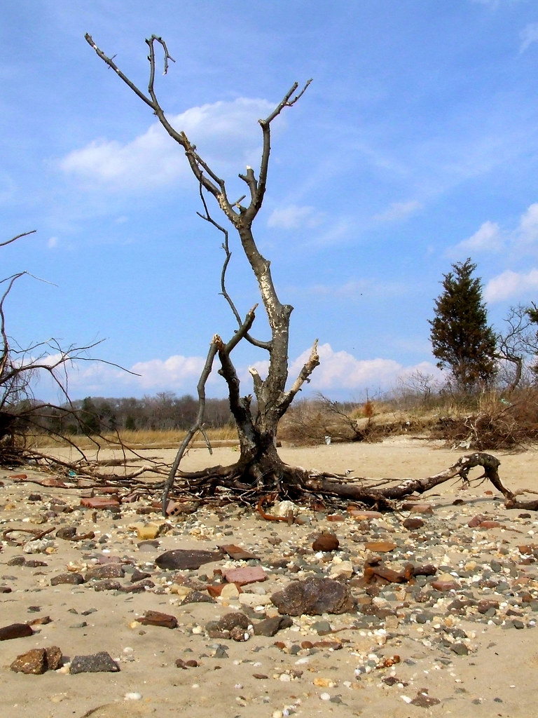 extree Taken at Sandy Hook, New Jersey DALEK_SEC_oOo Flickr