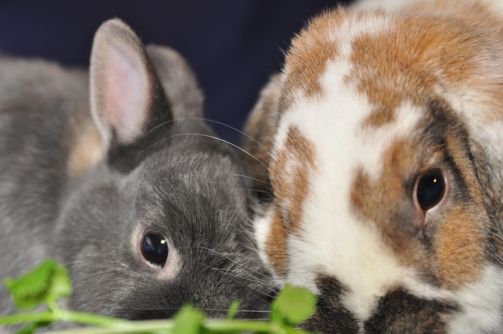 bunnies that eat together stay together Gary Van Fleet Flickr
