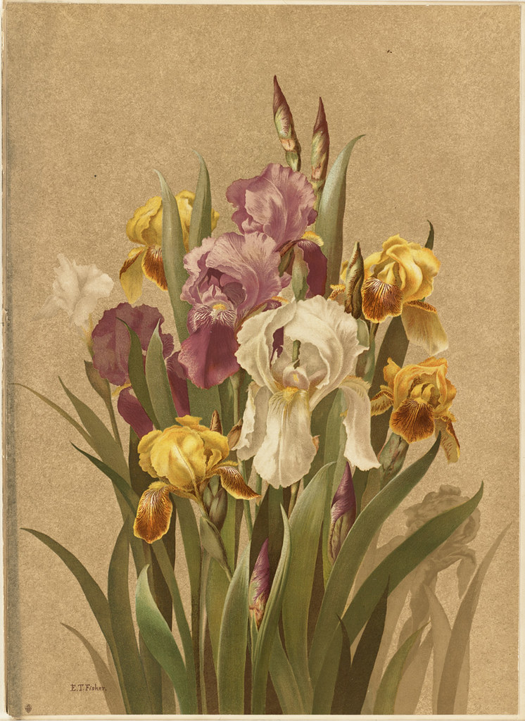 FleurdeLis, No. 3 File name 07_11_000788 Title Fleurd… Flickr