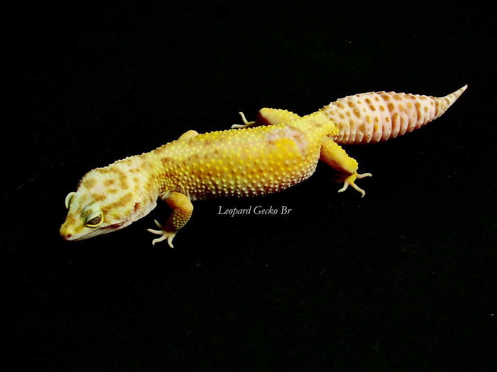 Jungle Tremper Albino Female | Leopard Gecko Br | Flickr