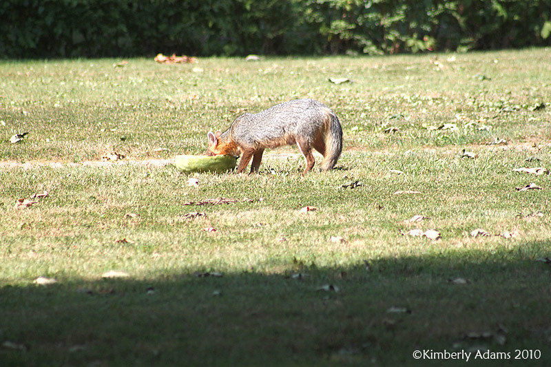 fox3 A fox eating watermelon in my neighbor's yard Kimberly Adams