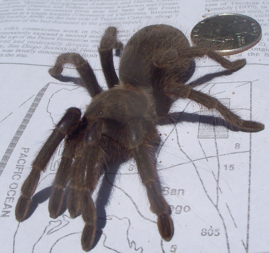 San Diego Tarantula California Ebony Tarantula (Aphonope… Flickr