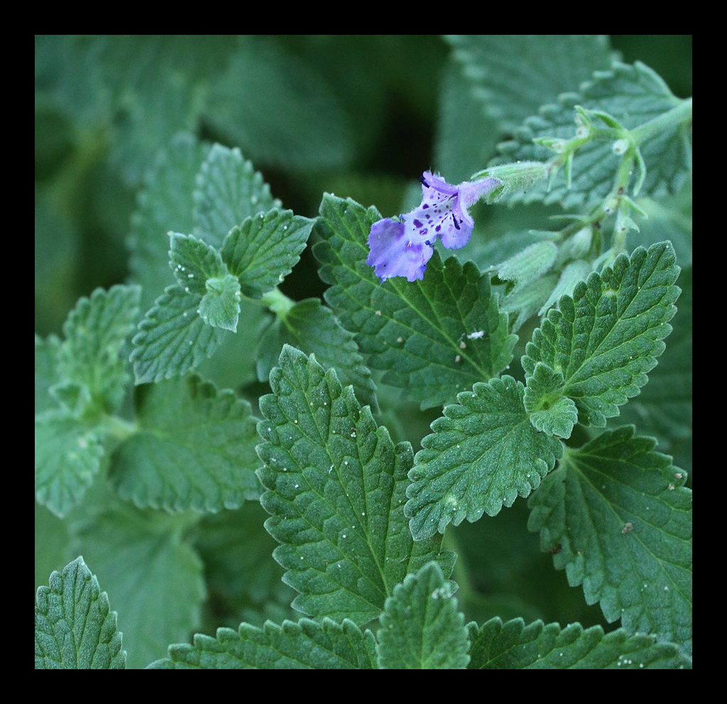 Day 196 Catmint This herb is for the cats. They love hav… Flickr
