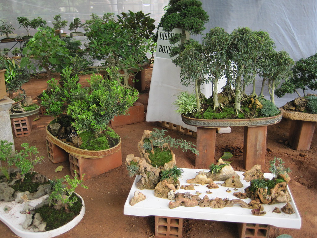Bonsai Display Bangalore India These Lovey Bonsai Plants… Flickr