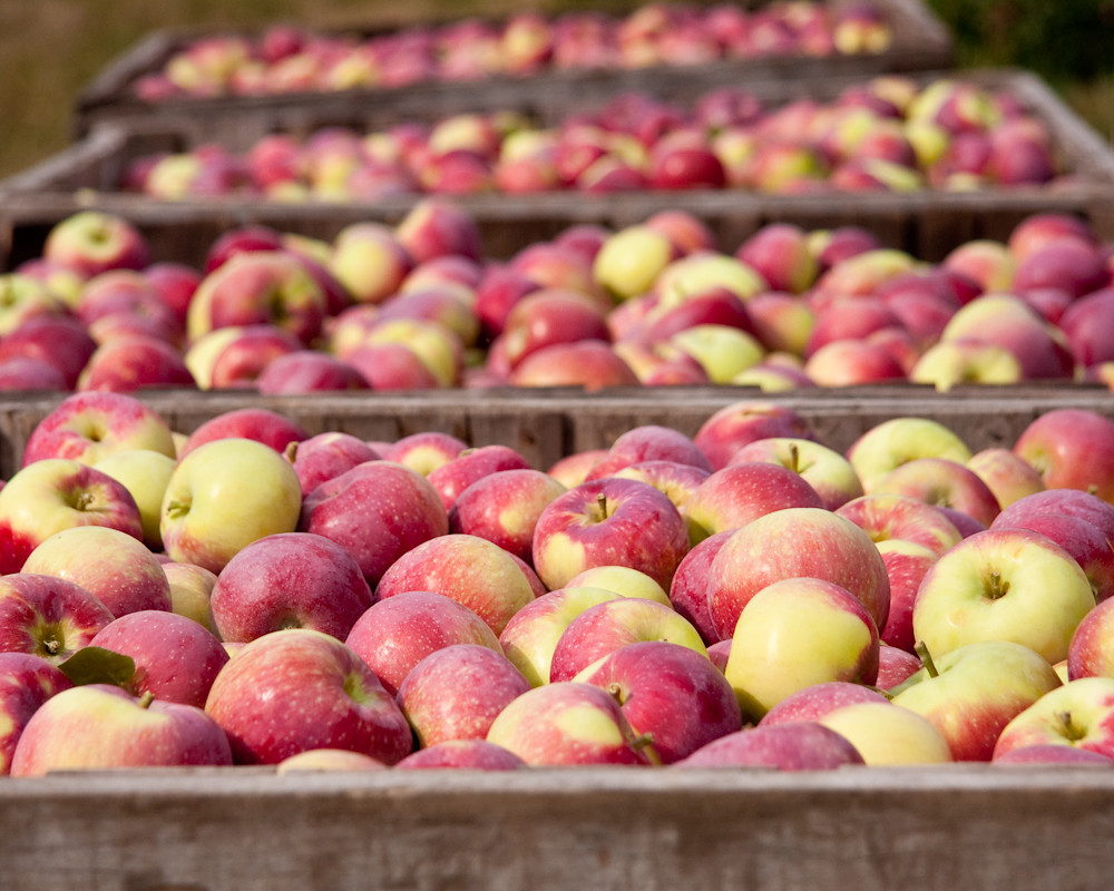 Apple Harvest Woodmont Orchard. Hollis, NH. Dave Delay Flickr