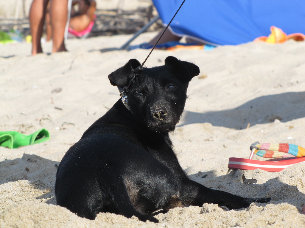 Beach dog Michela Simoncini Flickr