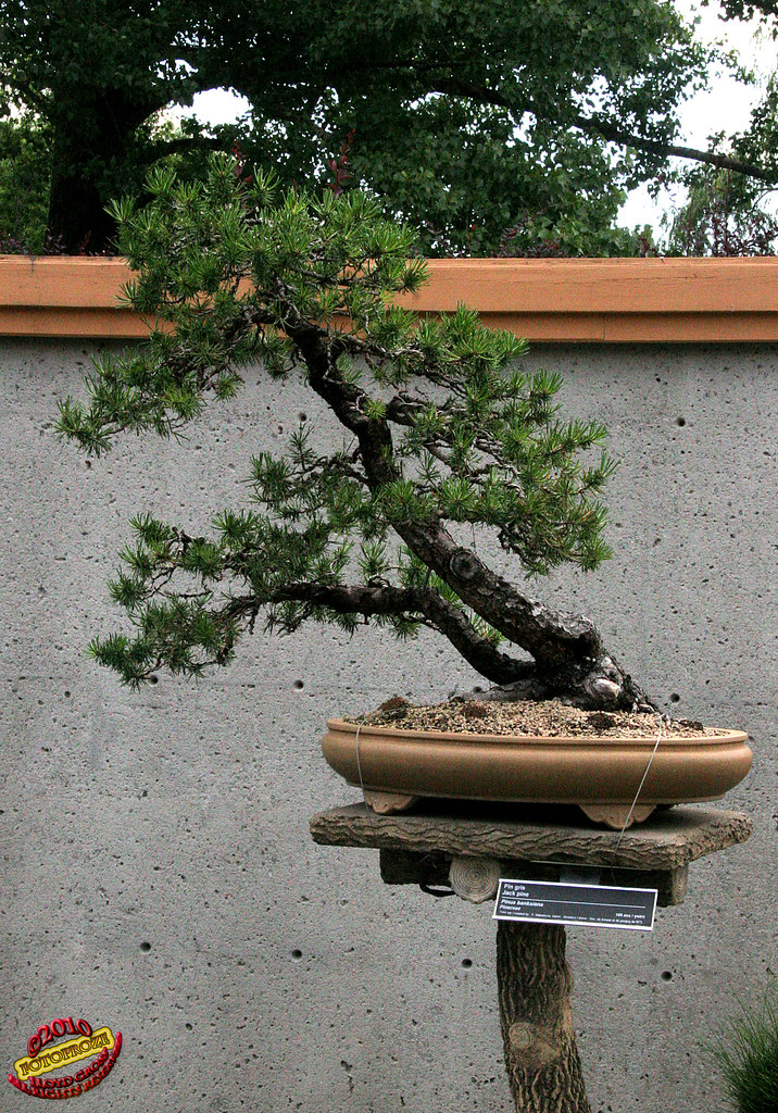 Bonsaï & Penjing Jack pine Pinus banksiana Pinaceae … Flickr