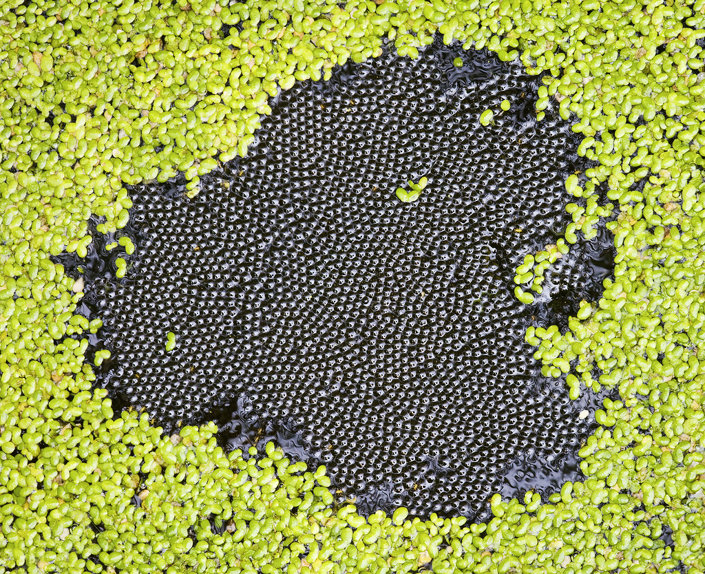 Amphibian Egg Mass © Jim Gilbert 2010 all rights reserved … Flickr