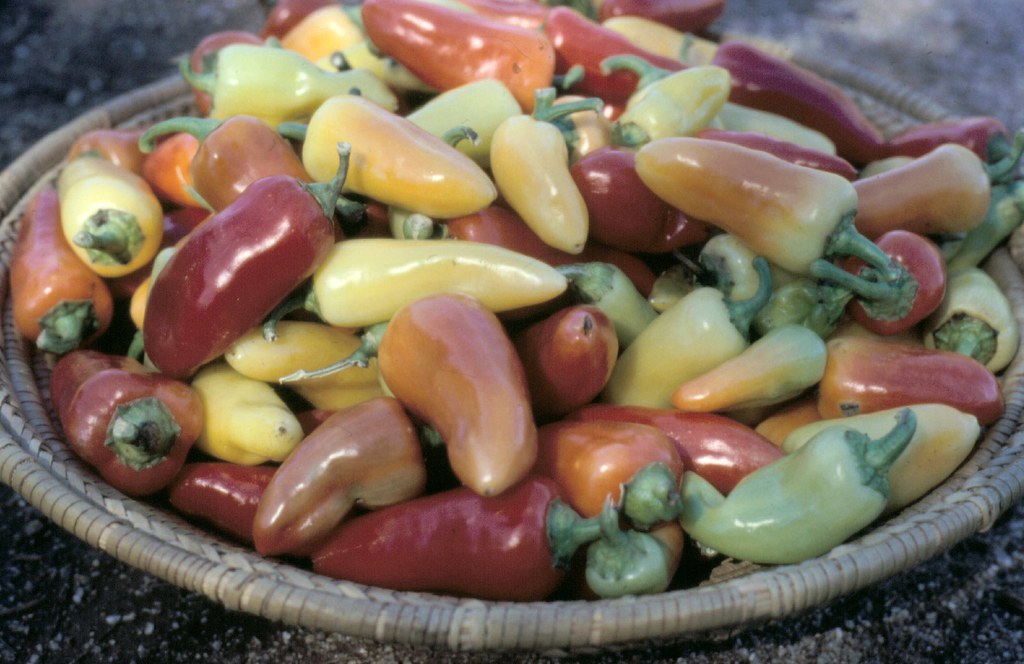 Wenk’s Yellow Hots pepper USDA National Plant Germplasm … Flickr