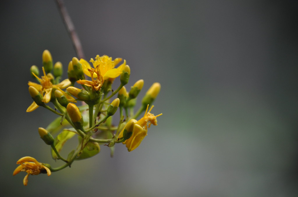 flowers hanging from tree Gav Li Flickr