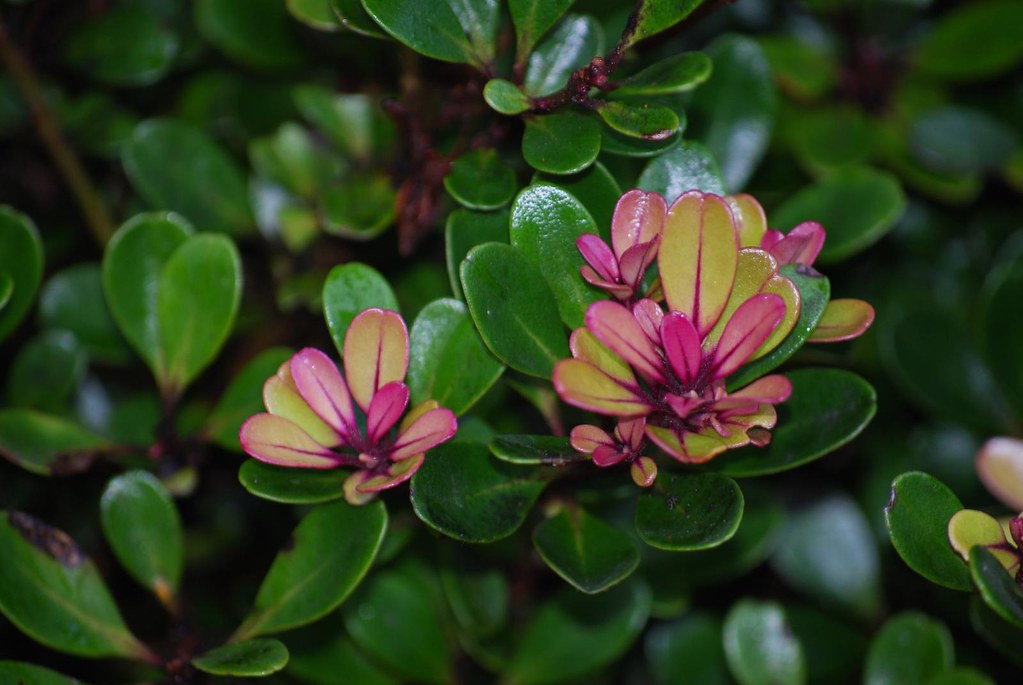 Kolea lau li'i (Myrsine sandwicensis) Kolea lau li'i (Myrs… Flickr