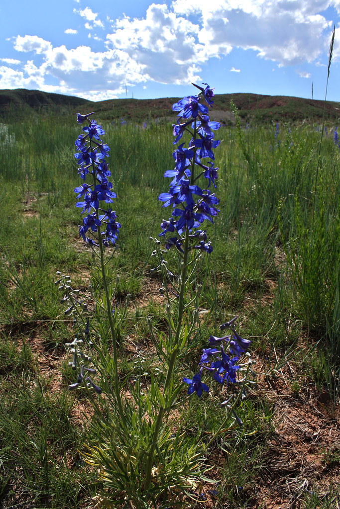 Colorado Wildflowers Red Mountain Reebs Flickr