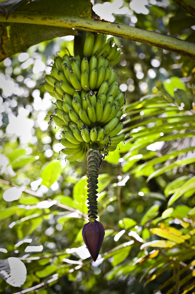 Bananas in Ecuador. Bananas in the rain forest near The Cl… Flickr