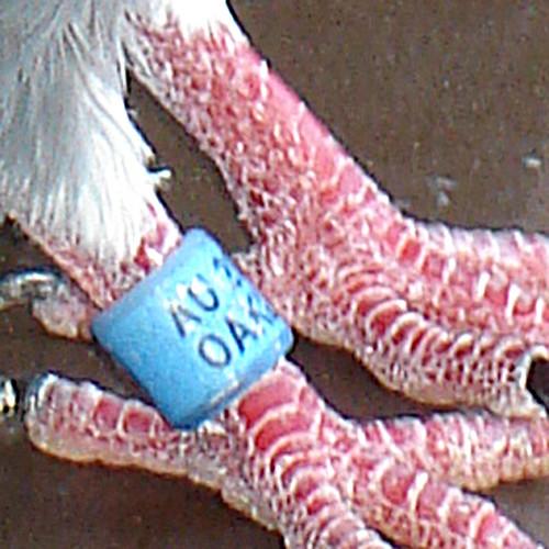 OAKLAND club American Racing Pigeon Union 5 of 6 photos… Flickr