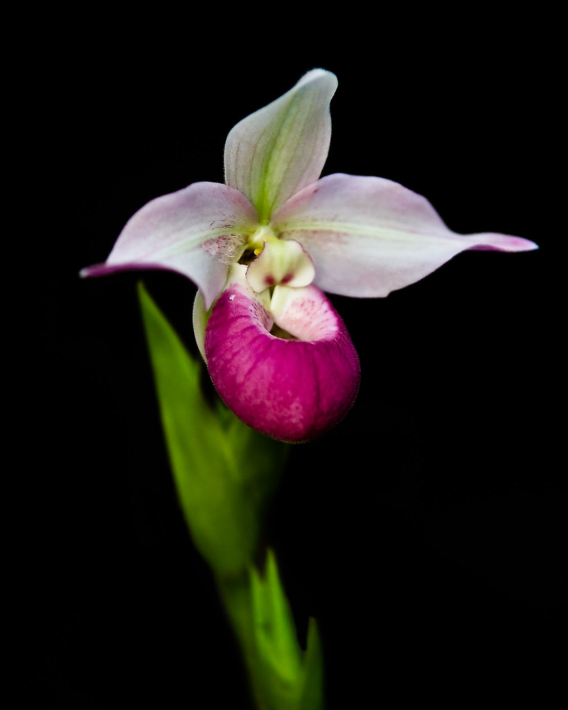 Pink & White Lady Slipper (MN State Flower) Andrew Saxum Flickr