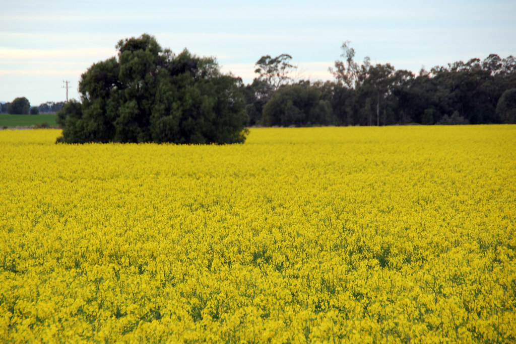 Terry Hie Hie Rory Flickr