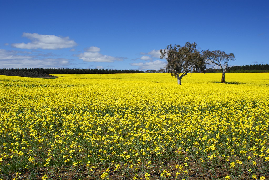 Canola Crop Cressy, Tasmania, Australia shinbonerbaz Flickr