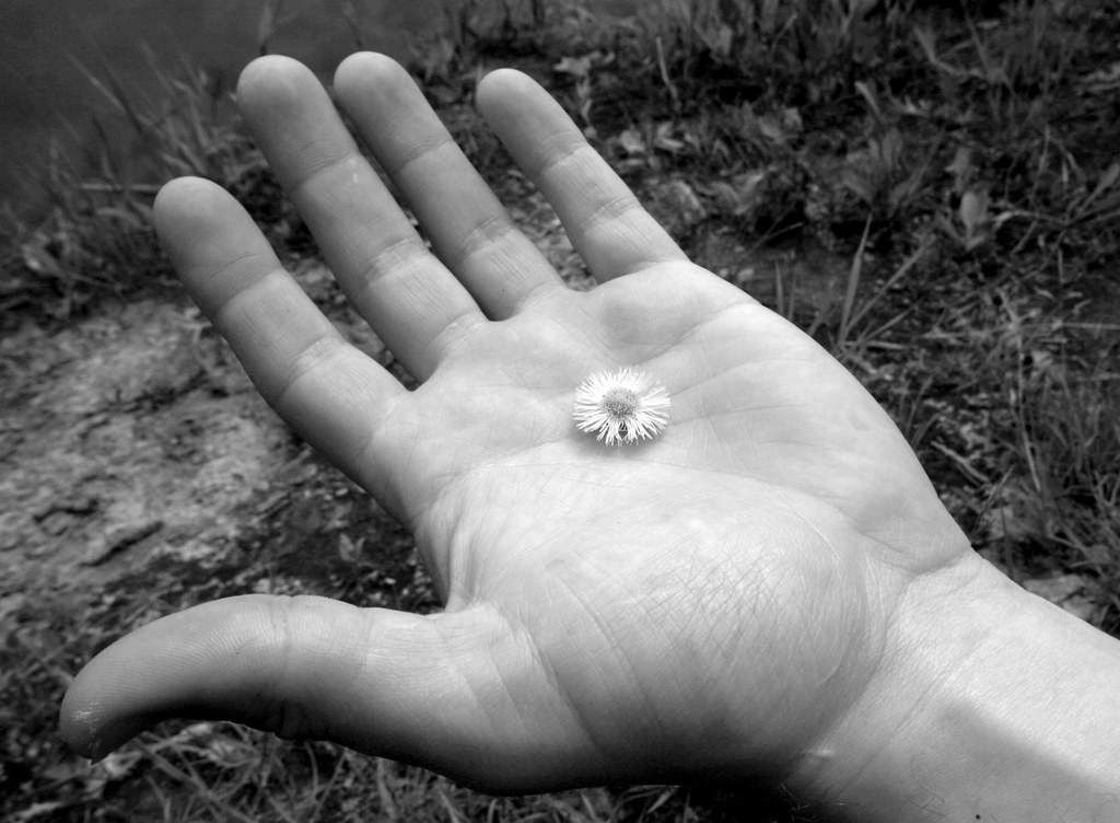flower in hand Nature'sAura C.Barata (McKee) Flickr