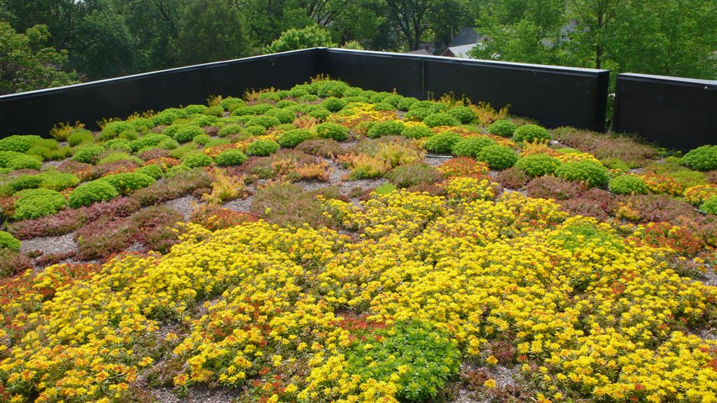 How to Build a Green Roof on a Shed Shed Guides