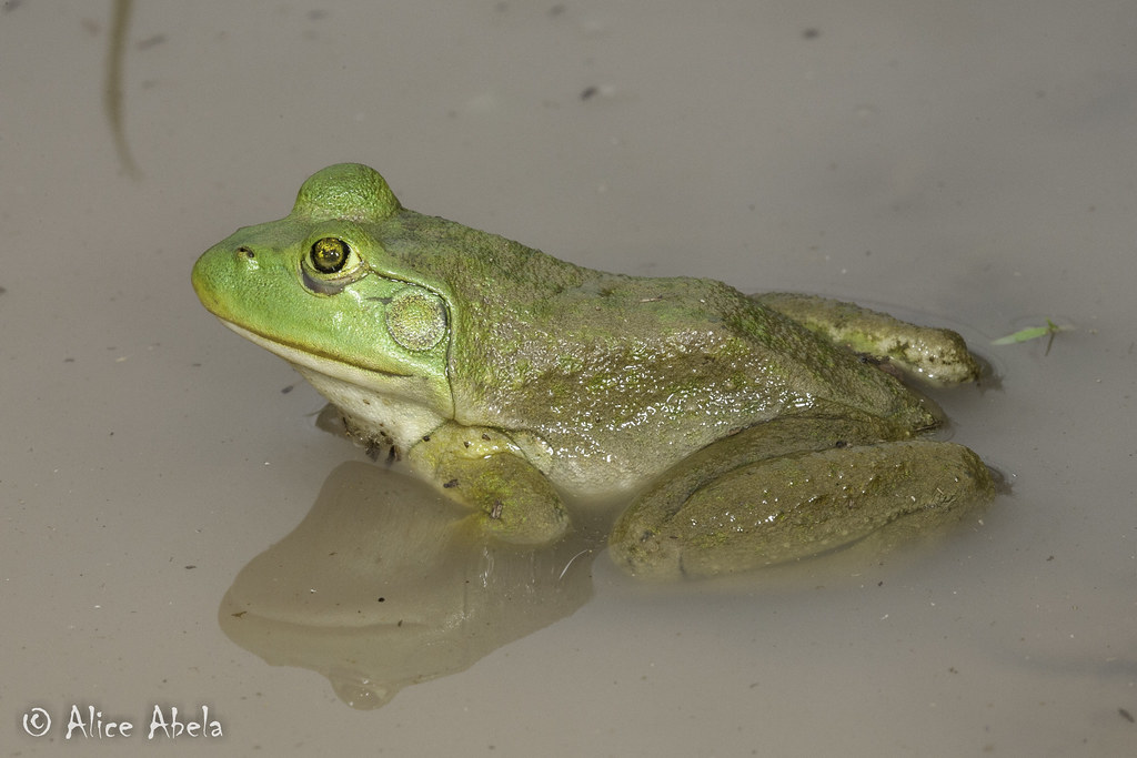 American Bullfrog (Lithobates catesbeianus) Juvenile Ameri… Flickr
