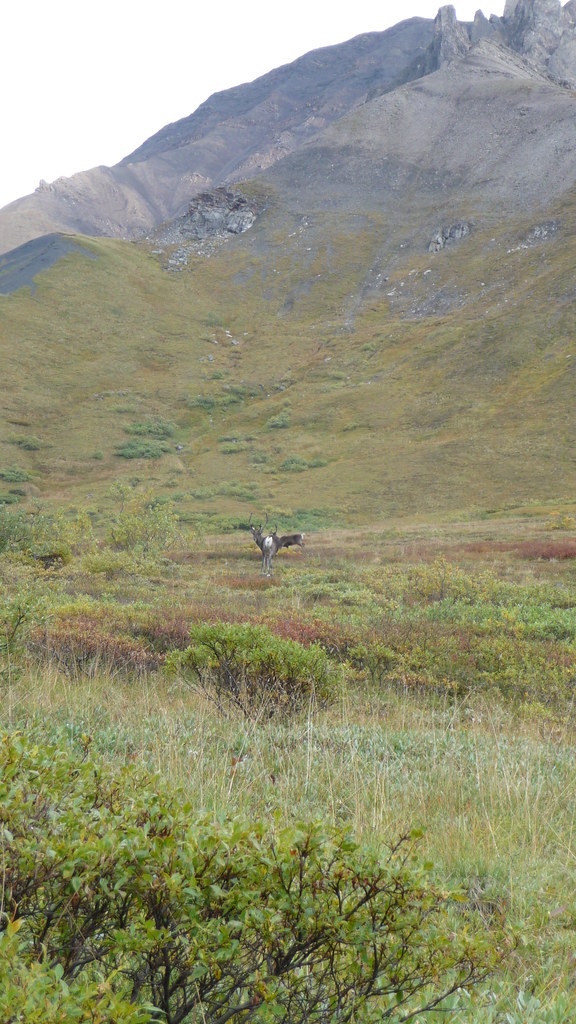 Caribou in Denali National Park, Alaska Matt Zimmerman Flickr