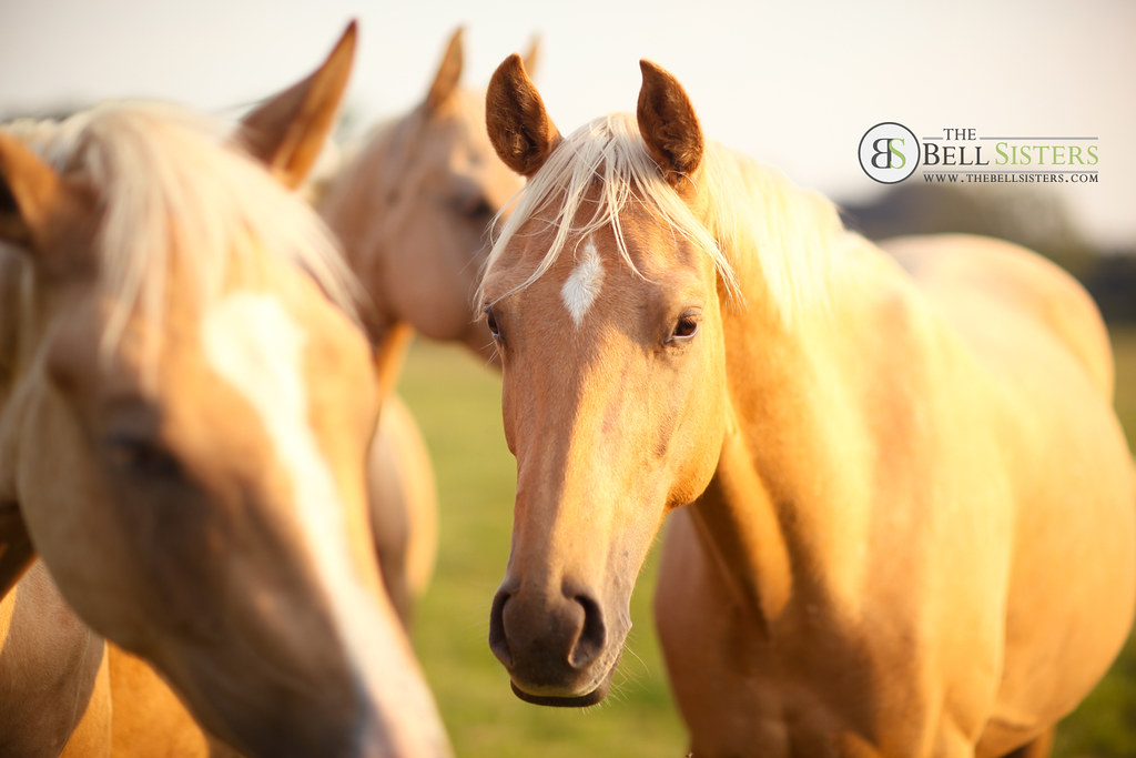 Golden Horses FaceBook Page Pinterest Getty Images I… Flickr