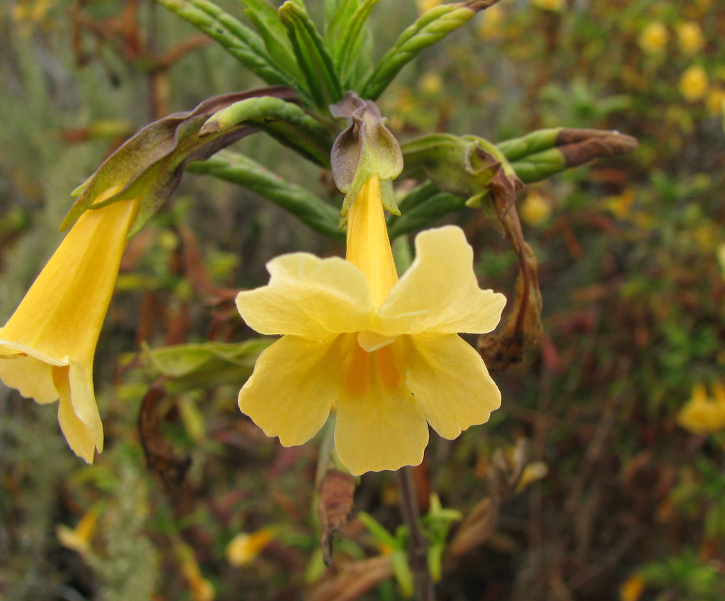 Bush Monkey Flower (Mimulus aurantiacus) in Bloom Along th… Flickr