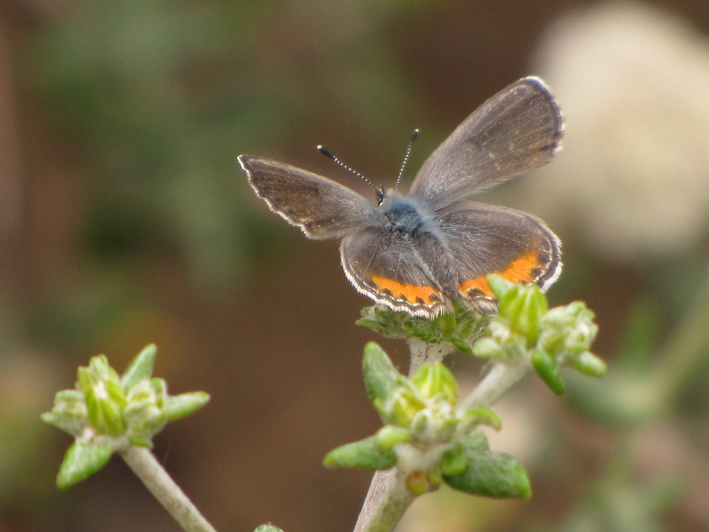 El Segundo Blue Butterfly, Euphilotes battoides allyni, fe… Flickr