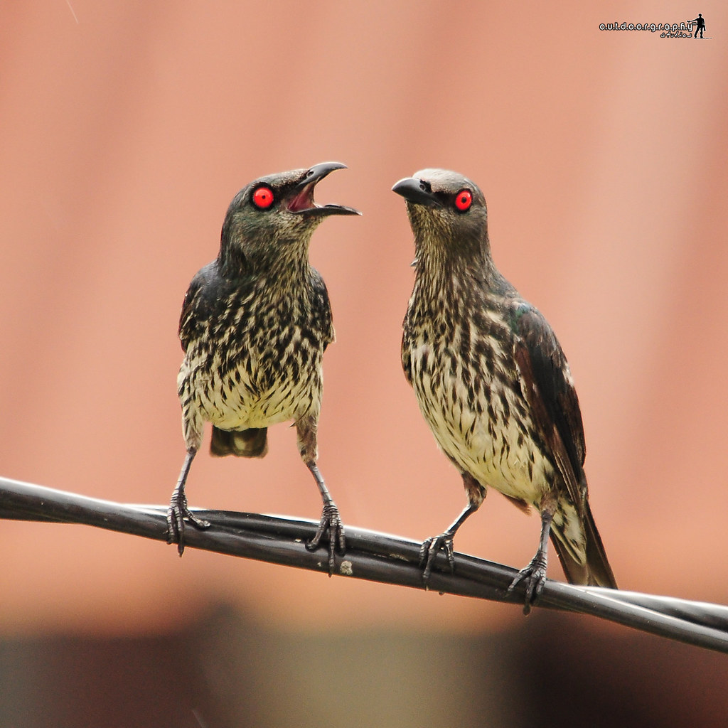 Pair of red eyes.. Philippine (Asian) Glossy Starling (Apl… Flickr