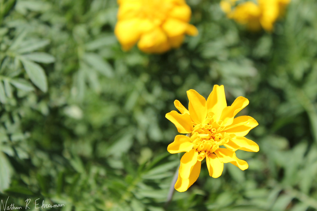 Flower take 2 nathanehresman Flickr